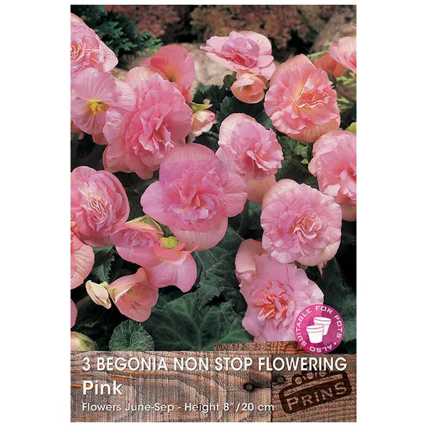 Begonia Non-stop Flowering 'Pink' (3 tubers) image 0