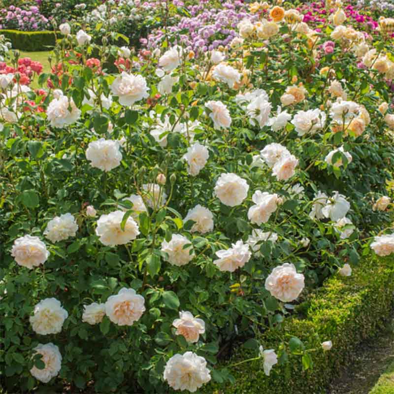 David Austin Lichfield Angel® English Shrub Rose (6-Litre Pot) image 0