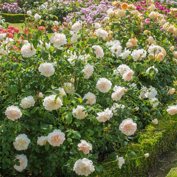 David Austin Lichfield Angel® English Shrub Rose (6-Litre Pot) image 1