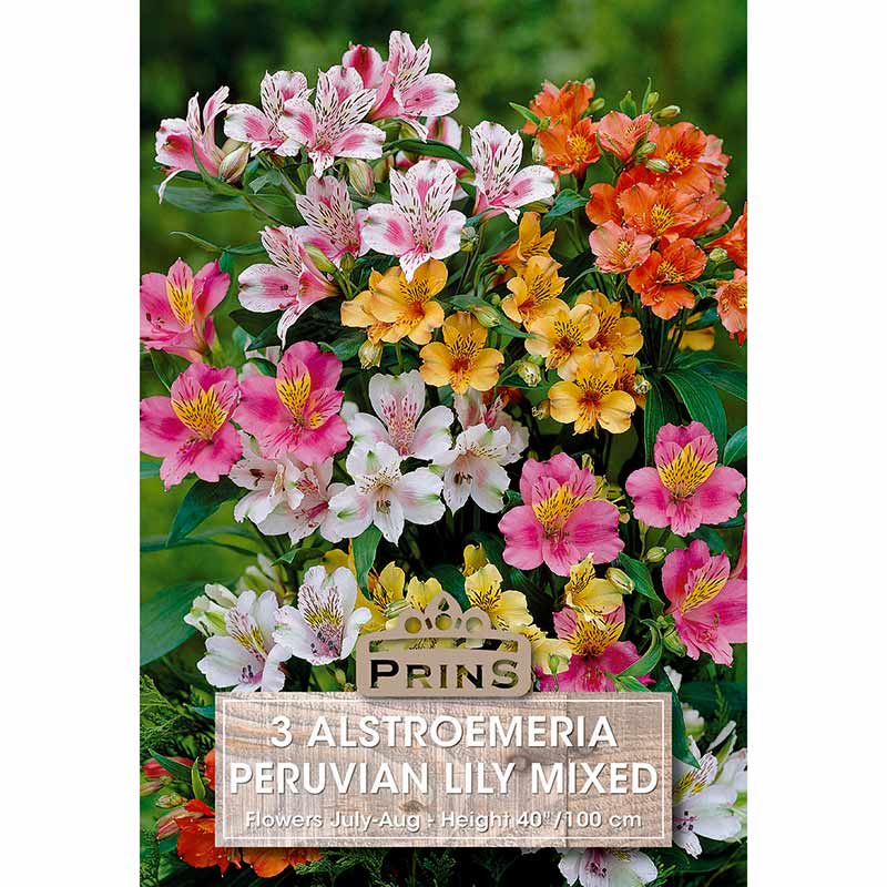 Peruvian Lily Alstroemeria Mixed (3 bulbs) image 0