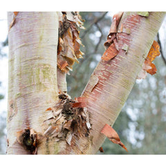 Betula albosinensis ‘Fascination’ Tree (Chinese Red Birch) (12-Litre Pot) image 0