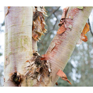 Betula albosinensis ‘Fascination’ Tree (Chinese Red Birch) (12-Litre Pot) image 0