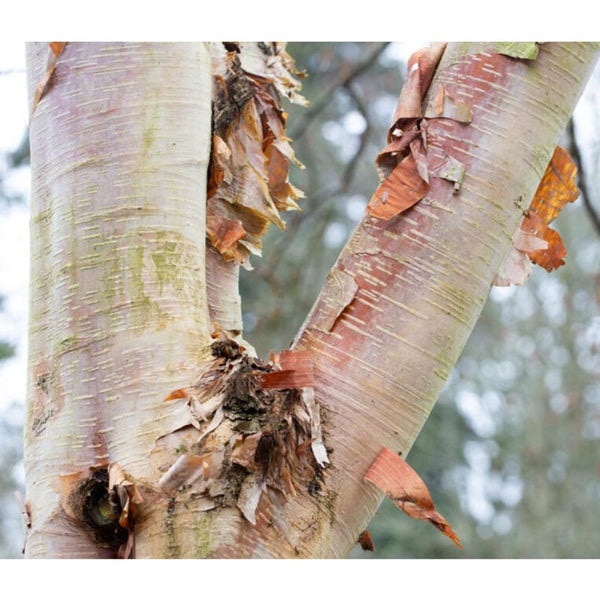 Betula albosinensis ‘Fascination’ Tree (Chinese Red Birch) (12-Litre Pot) image 0