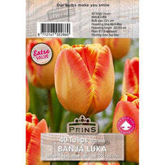 Tulip Darwin Hybrid ‘Banja Luka’ (40 Bulbs) image 0