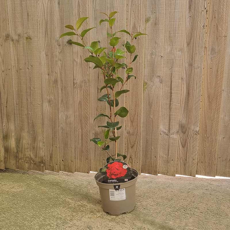 Camellia x Williamsii ‘Ruby Wedding’ (3-Litre Pot) image 0
