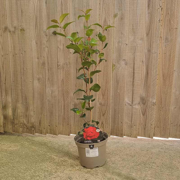 Camellia x Williamsii ‘Ruby Wedding’ (3-Litre Pot) image 0