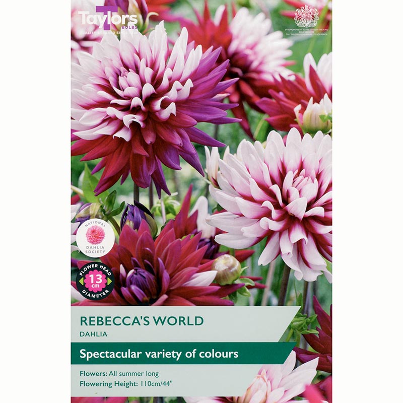Dahlia ‘Rebecca’s World’ (1 Tuber) image 0