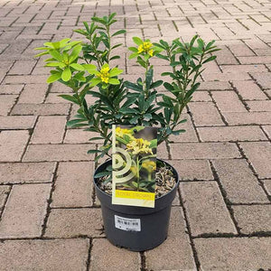Daphne gemmata ‘Royal Crown’ (17cm Pot) image 2