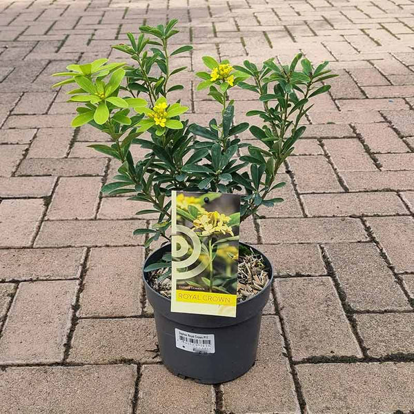 Daphne gemmata ‘Royal Crown’ (17cm Pot) image 2