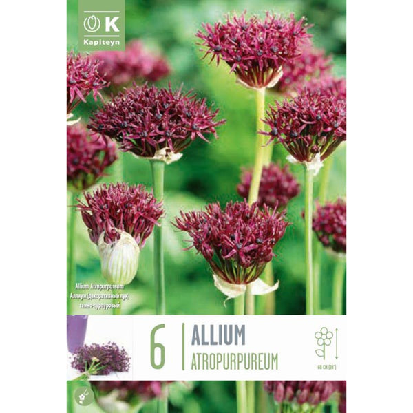 Allium ‘Atropurpureum’ (6 bulbs) image 0
