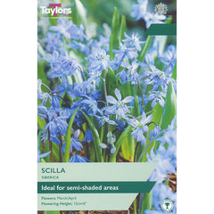 Scilla siberica (15 Bulbs) image 0