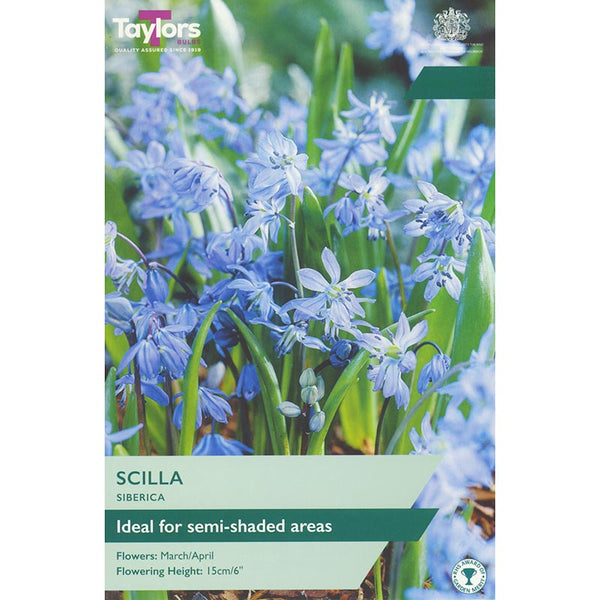 Scilla siberica (15 Bulbs) image 0