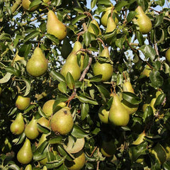 Pear ‘Concorde’ Tree (12-Litre Pot) image 0