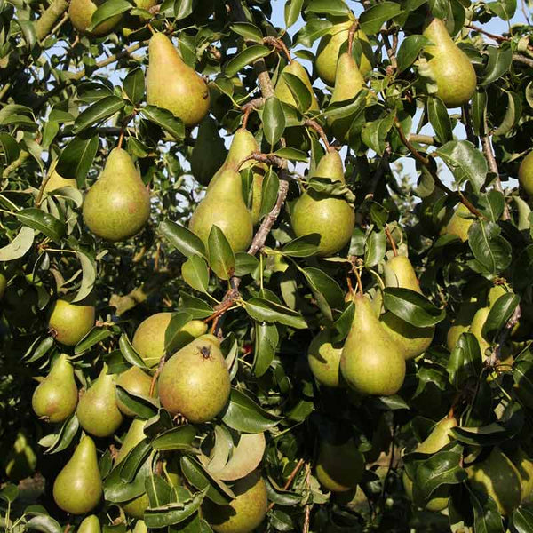 Pear ‘Concorde’ Tree (12-Litre Pot) image 0