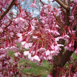 Prunus 'Okame' Tree (Cherry Blossom) (12-Litre Pot) image 0