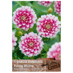 Dahlia Fimbriata 'Fuzzy Wuzzy' (1 tuber) image 0