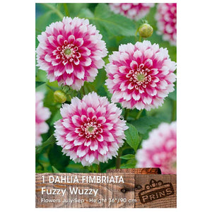 Dahlia Fimbriata 'Fuzzy Wuzzy' (1 tuber) image 0