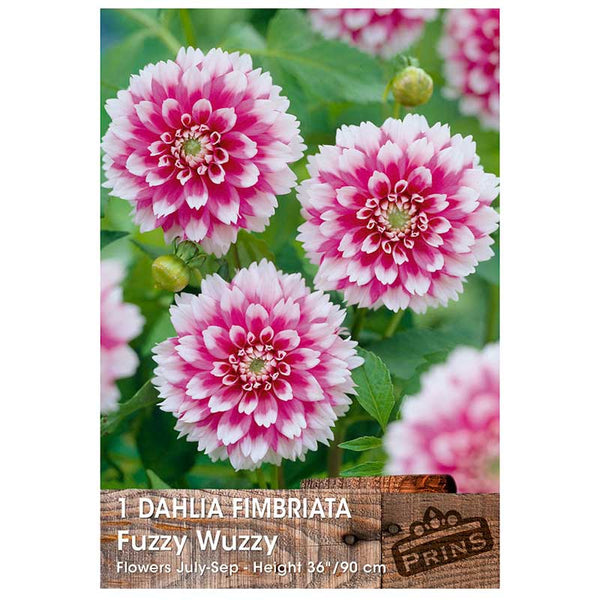 Dahlia Fimbriata 'Fuzzy Wuzzy' (1 tuber) image 0