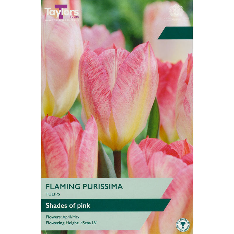 Tulip Flaming Purissima (7 Bulbs) image 0