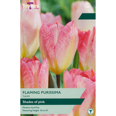 Tulip Flaming Purissima (7 Bulbs) image 0