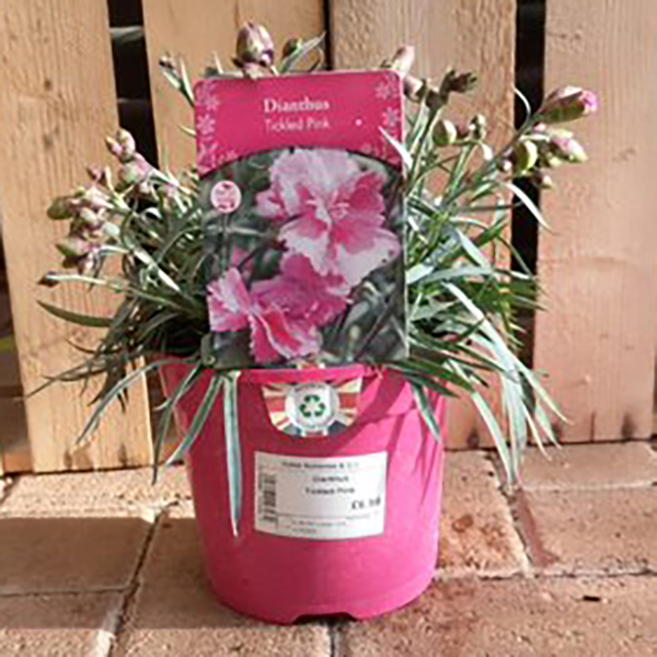Dianthus 'Tickled Pink' image 4