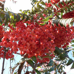 Sorbus vilmorinii Tree (Rowan) (12-Litre Pot) image 0