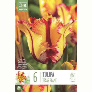 Tulip ‘Texas Flame’ (6 Bulbs) image 0