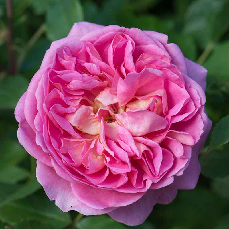 David Austin Boscobel® English Shrub Rose (6-Litre Pot) image 0