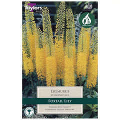 Eremurus 'Stenophyllus' (1 bulb) image 0