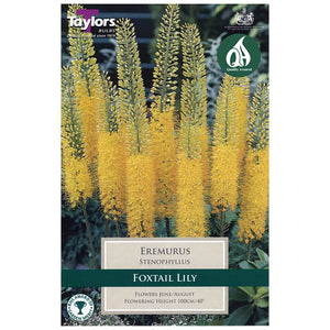 Eremurus 'Stenophyllus' (1 bulb) image 0