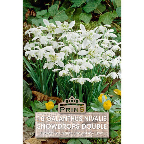 Galanthus nivalis Double Snowdrops (10 Bulbs) image 0