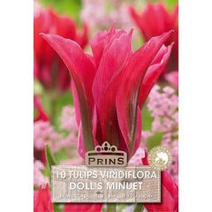 Tulip 'Doll's Minuet' (10 bulbs) image 0