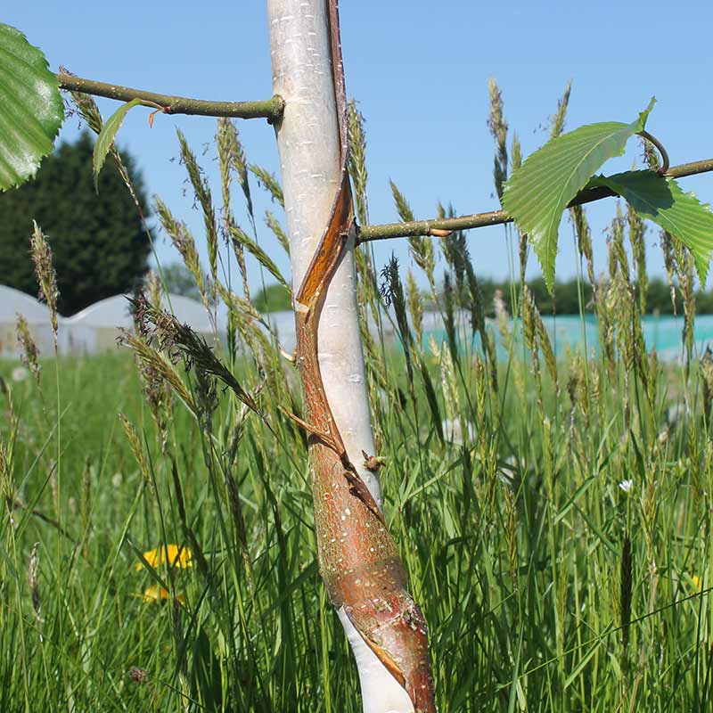 Betula utilis ‘Grayswood Ghost’ Tree (Himalayan Birch) (12-Litre Pot) image 0