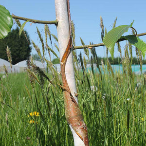 Betula utilis ‘Grayswood Ghost’ Tree (Himalayan Birch) (12-Litre Pot) image 1