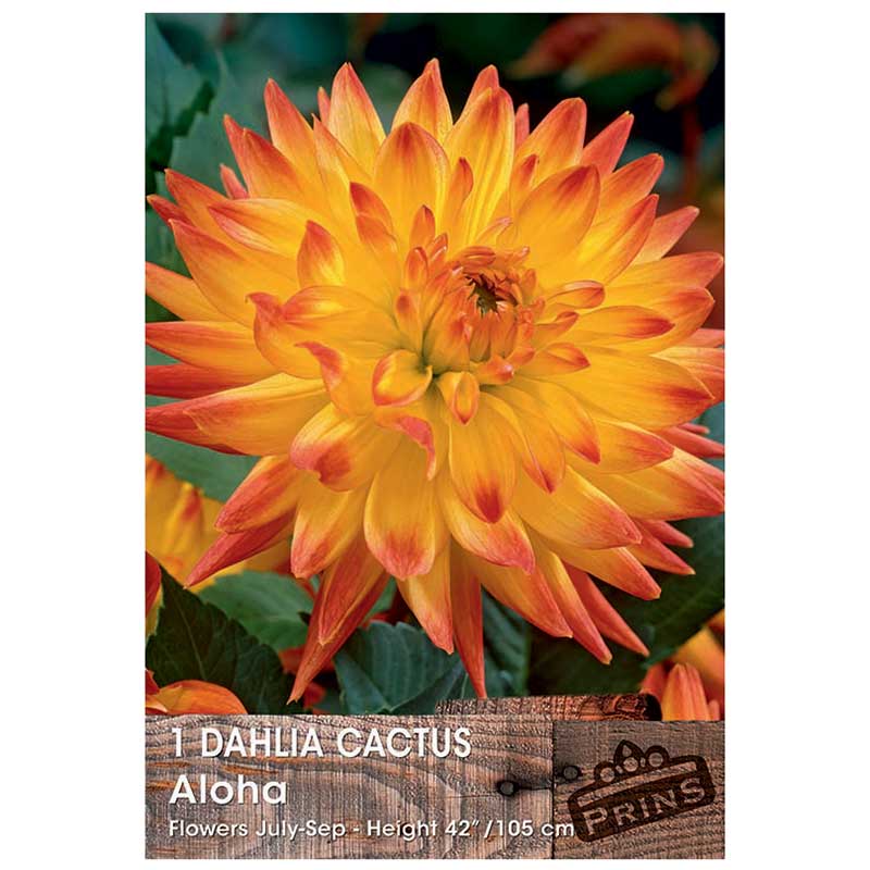 Dahlia Cactus 'Aloha' (1 tuber) image 0