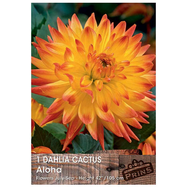 Dahlia Cactus 'Aloha' (1 tuber) image 0