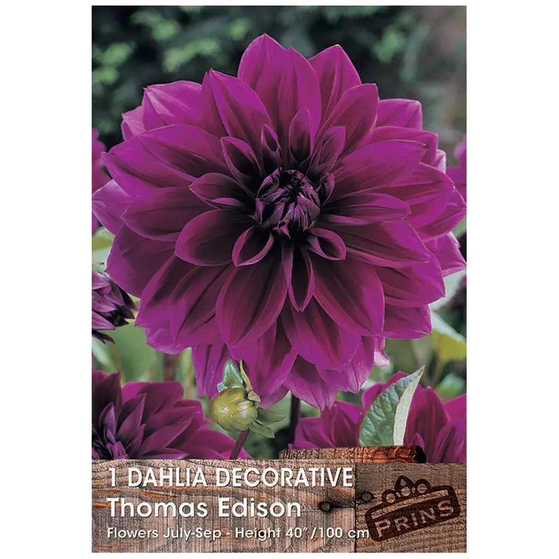 Dahlia Decorative 'Thomas Edison' (1 tuber) image 0