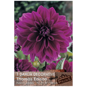 Dahlia Decorative 'Thomas Edison' (1 tuber) image 0