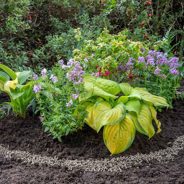 Westland Growing Success Organic Slug Stop Barrier Pellets image 1