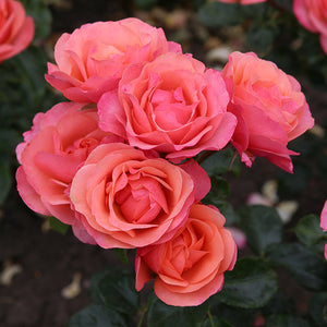 Whartons Roses ‘Coral Gardens’ Bush Rose (3-Litre Pot) image 1