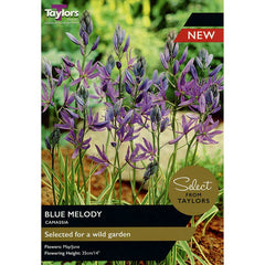 Camassia ‘Blue Melody’ (12 Bulbs) image 0
