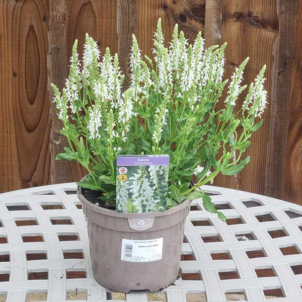 Salvia ‘Lyrical White’ (3-Litre Pot) image 1
