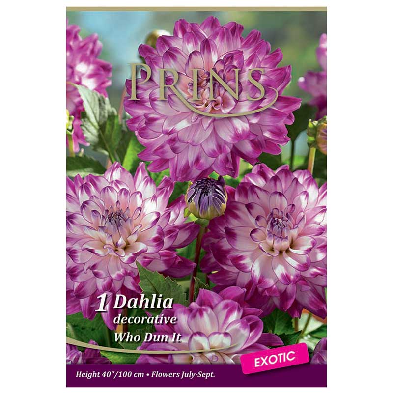 Dahlia Decorative 'Who Dun It' (1 tuber) image 0