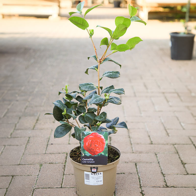 Camellia japonica 'Lady Campbell' (3 litre pot) image 0