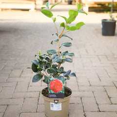 Camellia japonica 'Lady Campbell' (3 litre pot) image 0