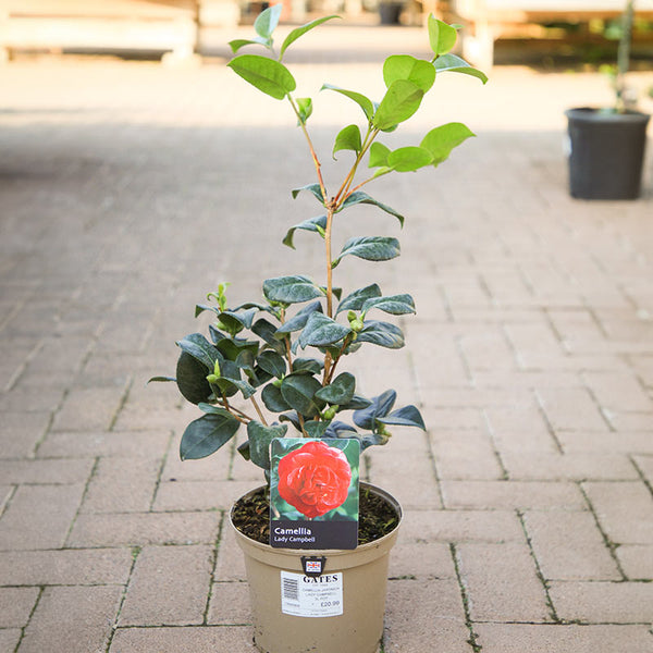 Camellia japonica 'Lady Campbell' (3 litre pot) image 0