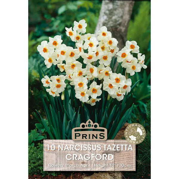 Narcissus 'Cragford' (10 bulbs) image 0