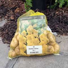 Gladioli Yellow with Sunny Yellow Flowers (50 Bulbs) image 0