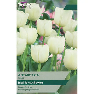 Tulip 'Antarctica' (7 bulbs) image 0