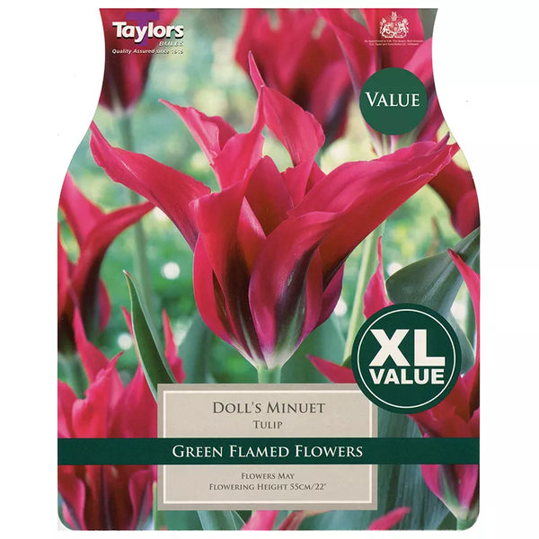 Tulip 'Doll's Minuet' (20 bulbs) image 0